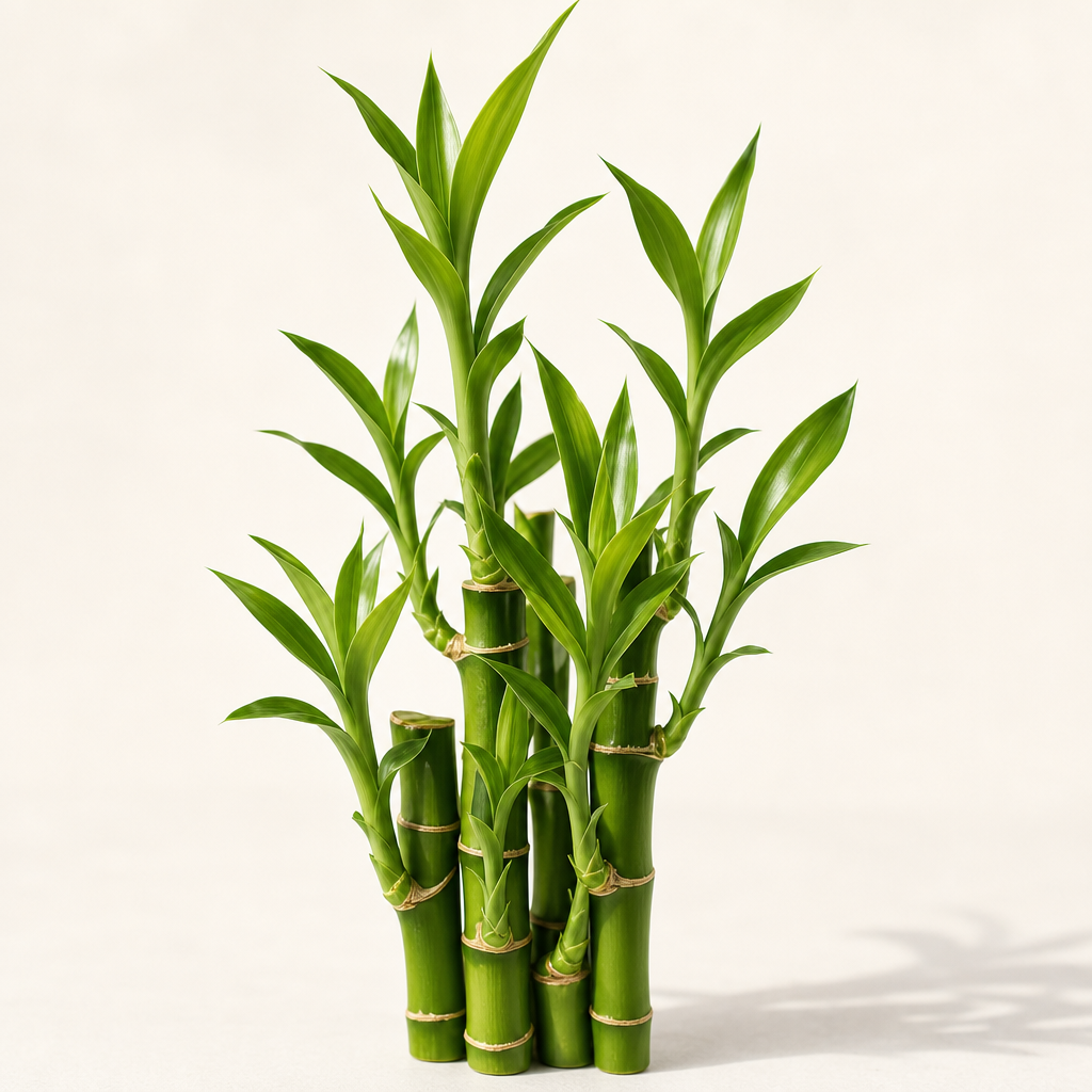 Lucky Bamboo official Botanica catalog image