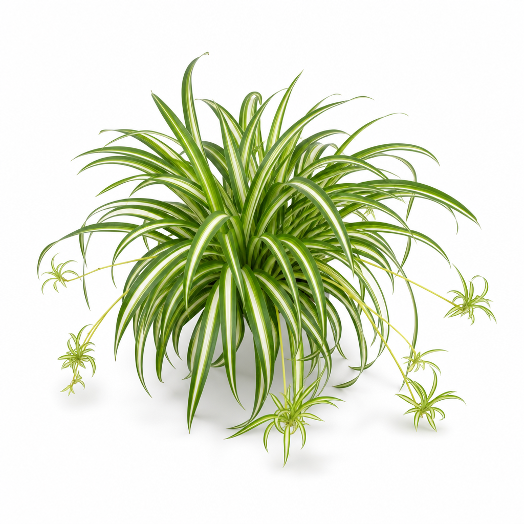 Spider Plant official Botanica catalog image